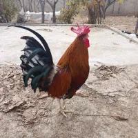 خروس گلین دوتاج و مرغ محلی