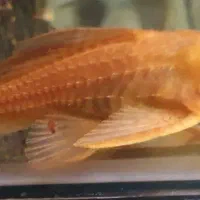 لجنخوار ۱۵ سانتی