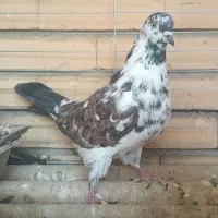 کفتر پرشی نرو ماده قلدور