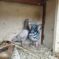 کبوتر|پرنده|رشت, توشیبا|دیوار