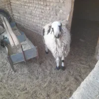 بره ی نر و ماده|حیوانات مزرعه|رفسنجان, |دیوار