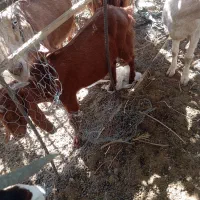 چپش چاق برا فروش
