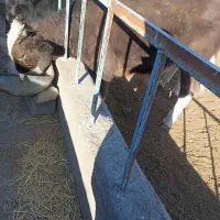 گاو شیری|حیوانات مزرعه|سده (خراسان جنوبی), |دیوار