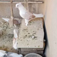 ۵تا دوبالی آس آس