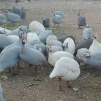 غاز نر و اردک نر درشت،تخم نطفه دار شاخدارجوجه خروس|حیوانات مزرعه|شیراز, نصر|دیوار