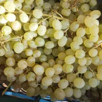 انگور فخری شیرین
