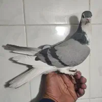 ماده سینه دم پاک|پرنده|اصفهان, ارغوانیه|دیوار