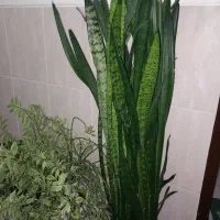 گل طبیعی