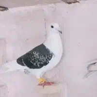 کفتر پشت سیاه ماده