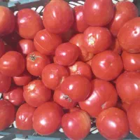 گوجه‌فرنگی تازه ربی