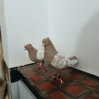 جفتگاه|پرنده|تربت جام, شاهد|دیوار