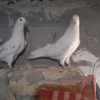 ۳۵۰۰هزار تومان|پرنده|بانه, |دیوار