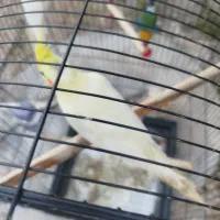 یک جفت عروس هلندی سالم و سرحال