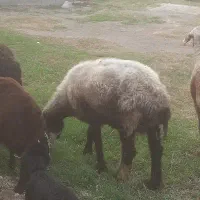 گوسفند بره دار|حیوانات مزرعه|بندر ترکمن, |دیوار