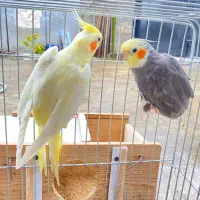عروس هلندی سخنگو جفت|پرنده|صومعه‌سرا, |دیوار