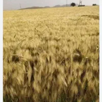 جو شش پر تمیز به شرط