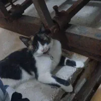 گربه دستی وخانگی