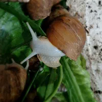 حلزون های آچاتینو