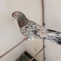 سار سرور قلدور