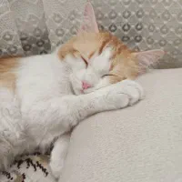 واگذاری گربه|گربه|کرج, کوی امامیه|دیوار