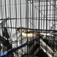 قناری نر|حیوانات مزرعه|فرخ‌شهر, |دیوار