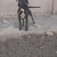 سگ ماده پیت پول|سگ|تهران, عباسی|دیوار