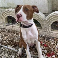 گمشده|حیوانات|قزوین, |دیوار