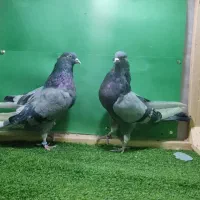 کبوتر پرشی. شازده. هما سرور چکمه پا. پشتدار.|پرنده|اصفهان, بابوکان|دیوار