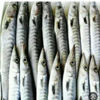 9عدد تور دولمی