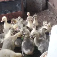 جوجه غاز جوجه بوقلمون جوجه اردک اسرایلی