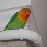 طوطی برزیلی نر