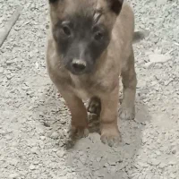 سگ مالی نیوز بلژیکی (سگ گارد) محافظ و نگهبان|سگ|تهران, لاله زار|دیوار