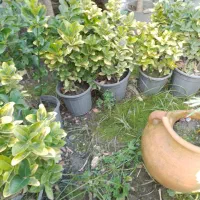 گیاهان داخل وبیرون منزل