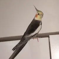 عروس‌هلندی‌نرسخنگو