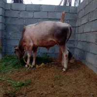 فروش دام