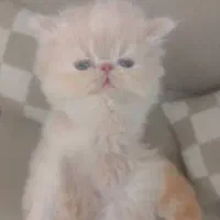 توله گربه خوشکل|گربه|شیراز, جوادیه|دیوار