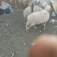 میشه چاق برای کشتن