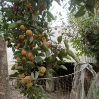 خرمالو|حراج|رشت, حومه رشت|دیوار