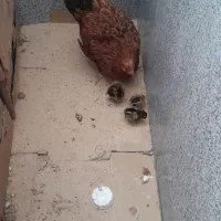 فروش مرغ با۳جوجه۱۰روزه
