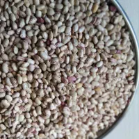 لوبیا چیتی تازه امسالی