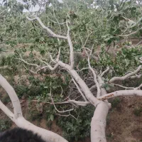 کارگر ساده در باغ کشاورزی پسته اتباع یاایرانی