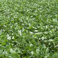 یک هکتار زمین کشاورزی جهت اجاره