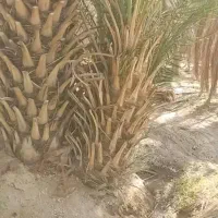 پاجوش مرغوب ترین خرمای پیارم حاجی آباد بندرعباس