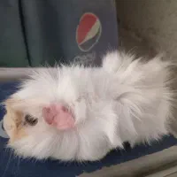 خرگوش وخوکچه|موش و خرگوش|اندیشه, اندیشه فاز ۱|دیوار