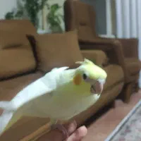 جوجه عروس هلندی|پرنده|پرند, فاز ۰|دیوار