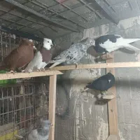 تعداد رسید|پرنده|بندر ماهشهر, |دیوار