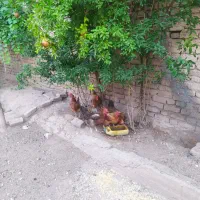 فروش مرغ تخم گذار محلی