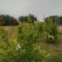 فروش نهال|خدمات باغبانی و درختکاری|گرگان, |دیوار