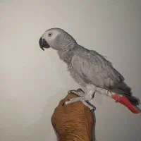 طوطی کاسکو نر سخنگو رام 2 ساله|پرنده|تهران, کیانشهر|دیوار