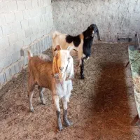 کهره چپش نر ، پازن، بز|حیوانات مزرعه|شیراز, کوشک بیدک|دیوار